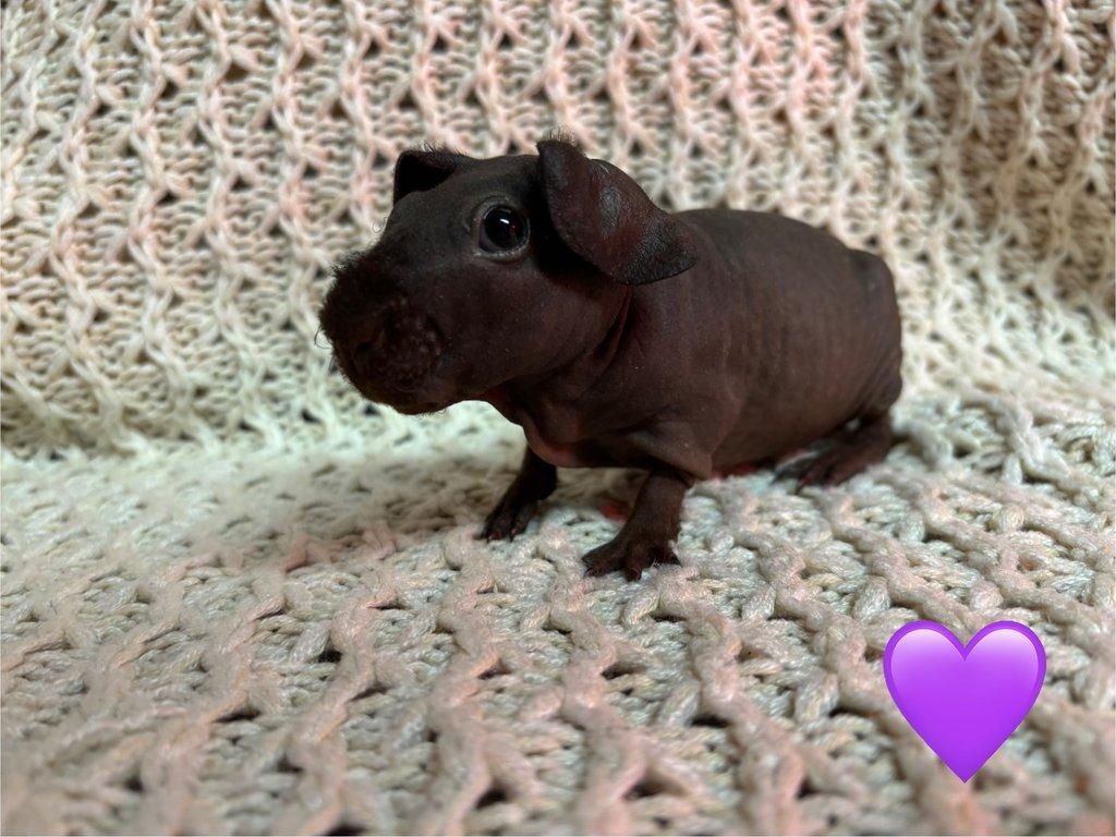 Skinny morčátka, samečci s PP