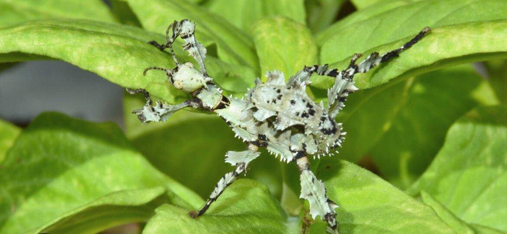 Vajíčka strašilek australských