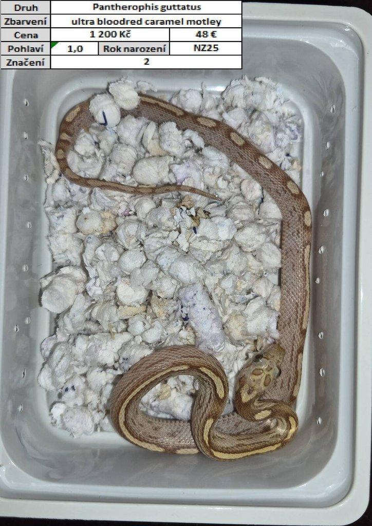 Pantherophis guttatus