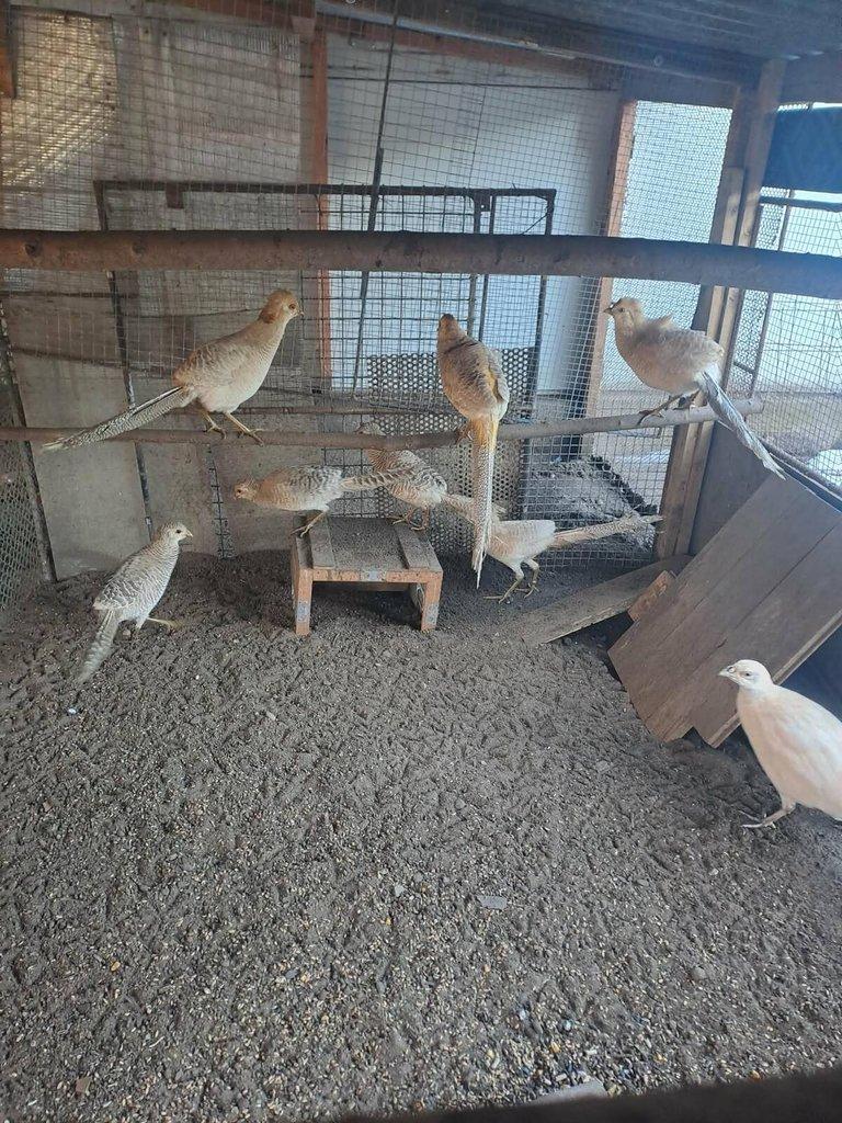 Bažant zlatožlutý