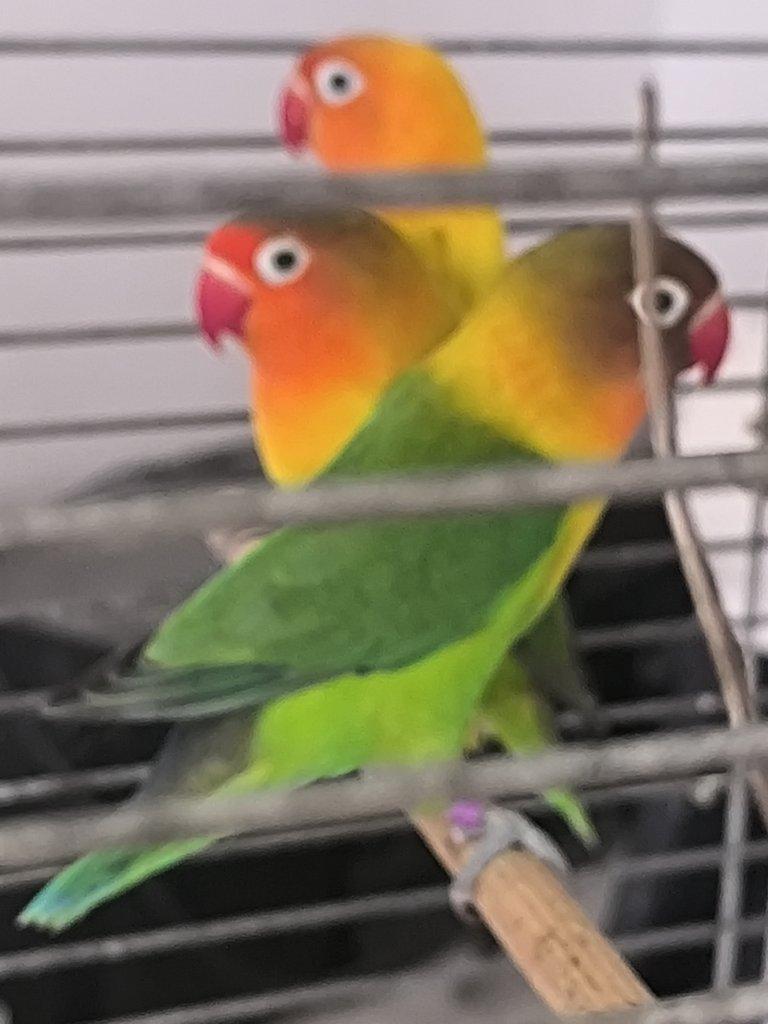 Agapornis Fisery par i s kleci