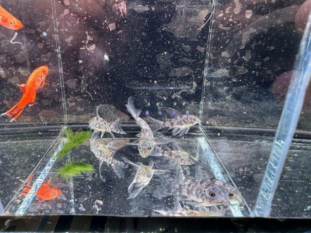 Akvarijní rybky
