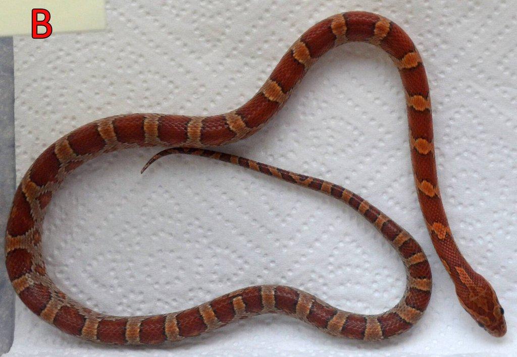 Prodám mláďata užovky červené (08/25)