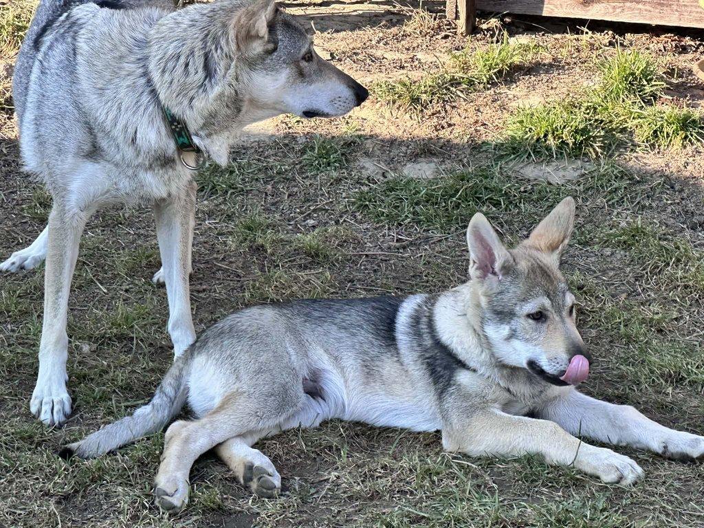 Československý vlčák s rodokmenem TOP spojení