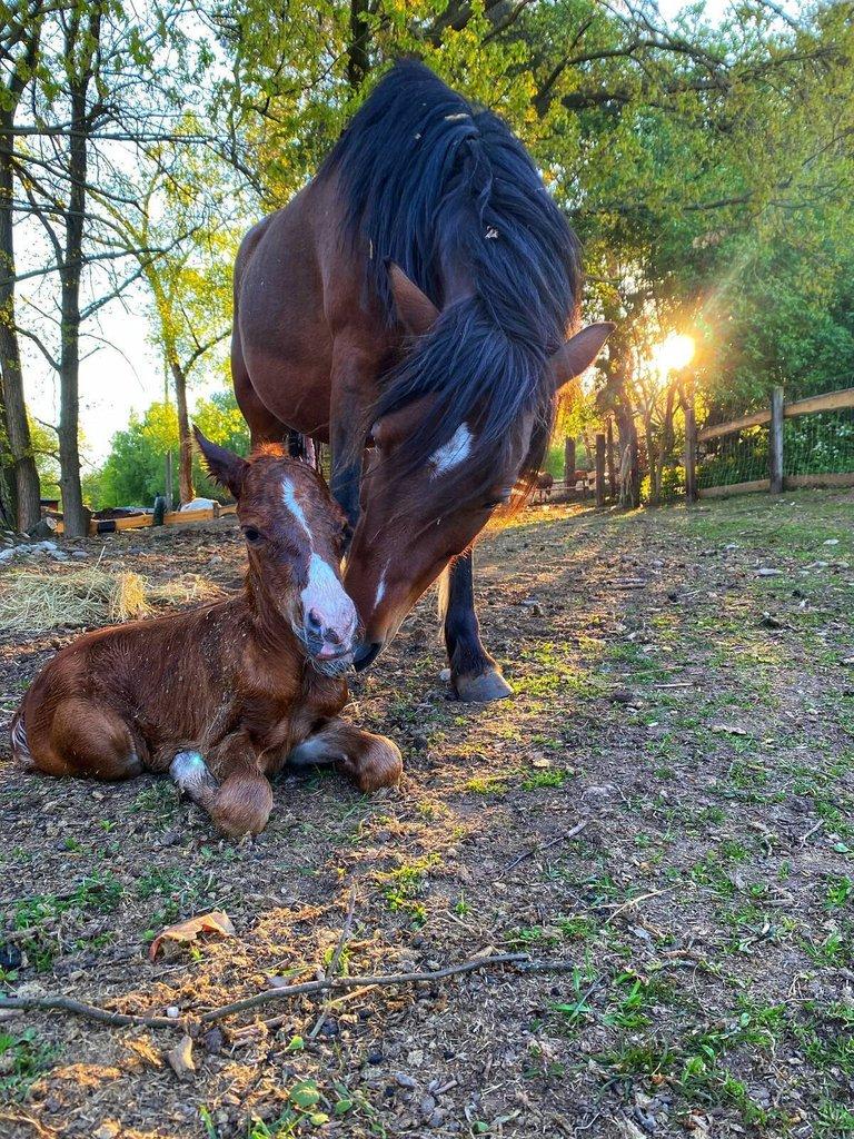Welsh pony of cob type, sekce C