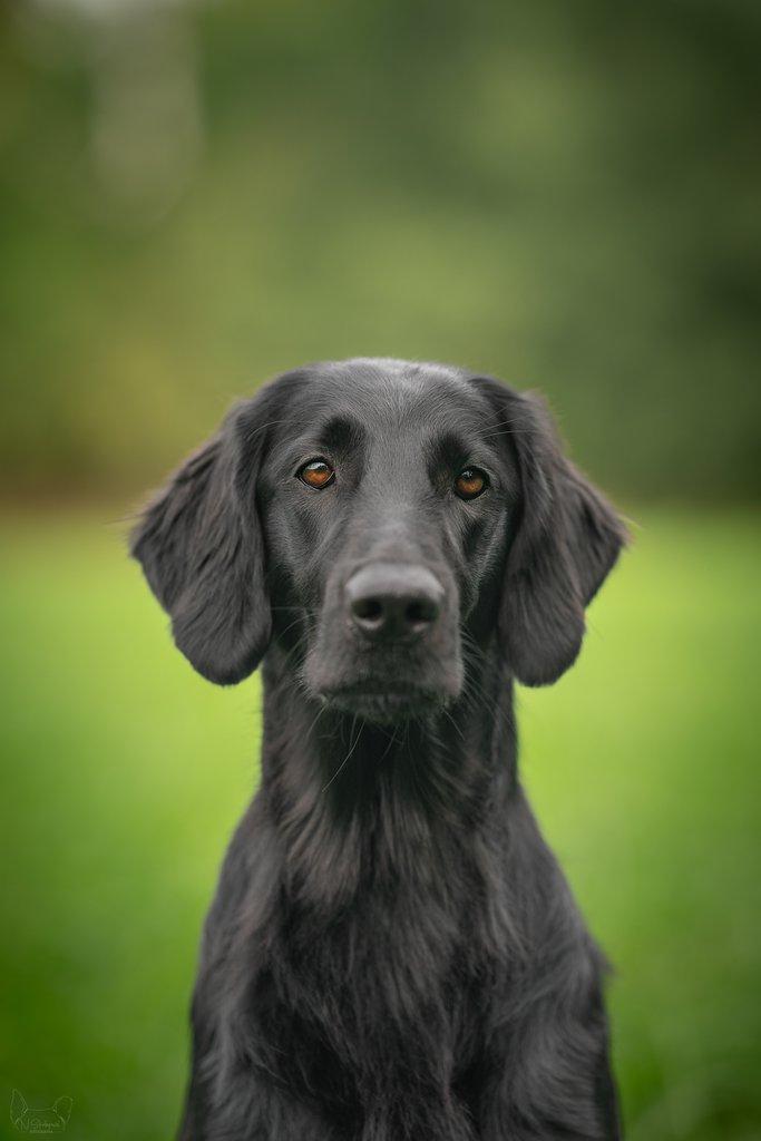 Štěňátka Flat Coated Retriever s PP