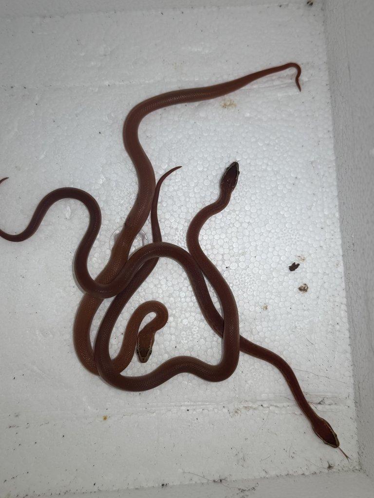 Lamprophis fuliginosus red