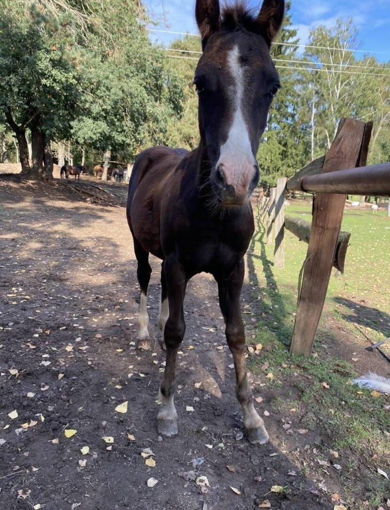 Welsh pony of cob type, sekce C