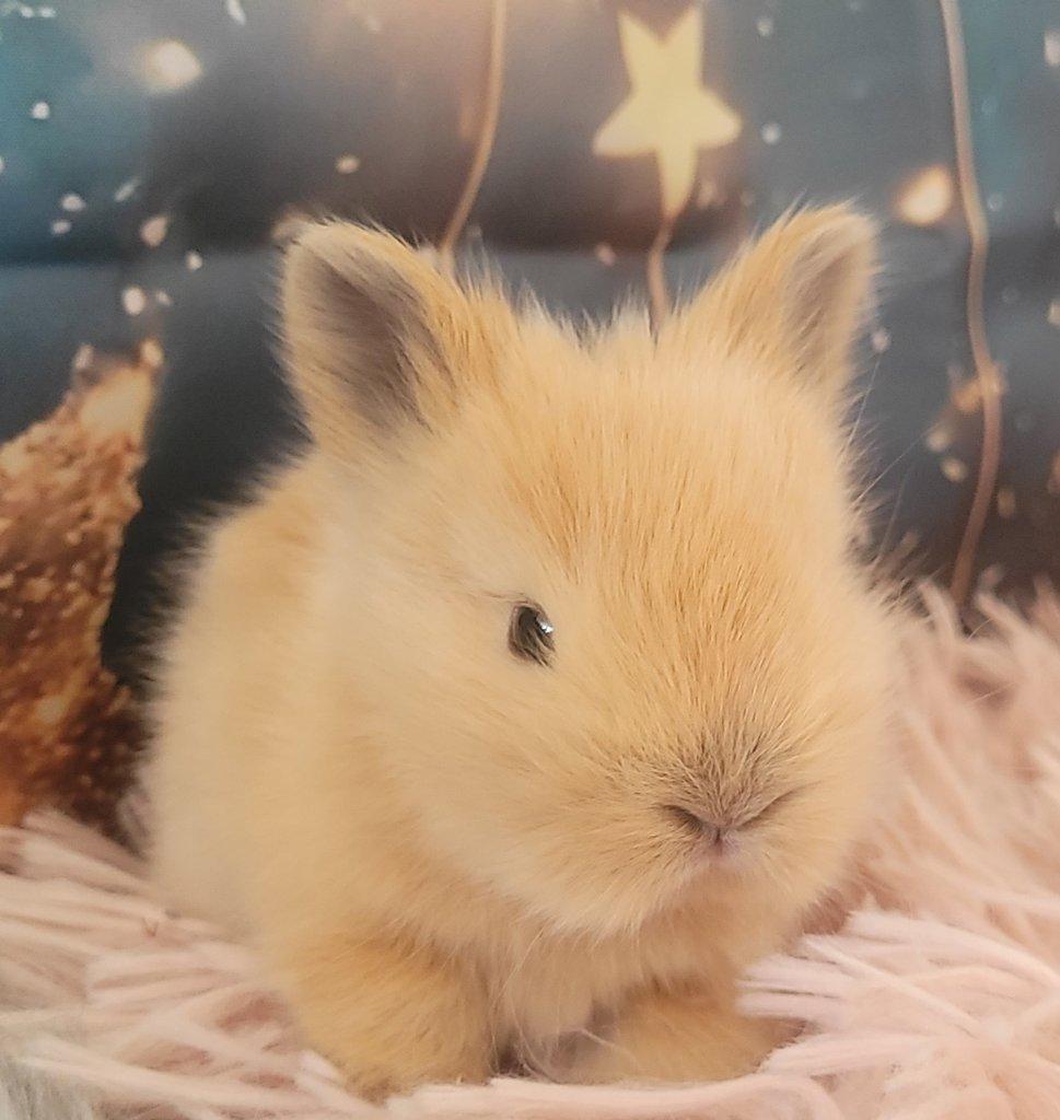 Zakrslý králík teddy