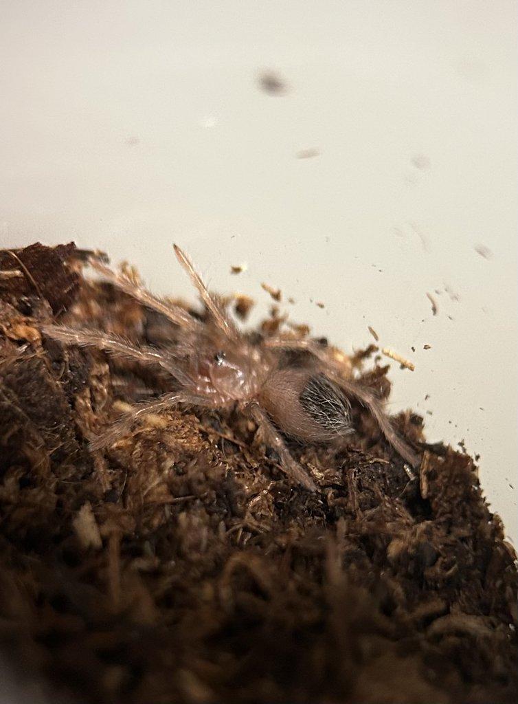 Lasiocyano ex. Pterinopelma sazimai 1. svlek