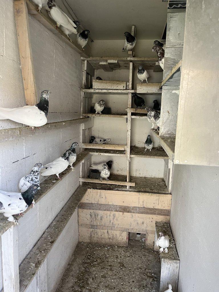 BUDAPEŠŤSKÝ VYSOKOLETEC