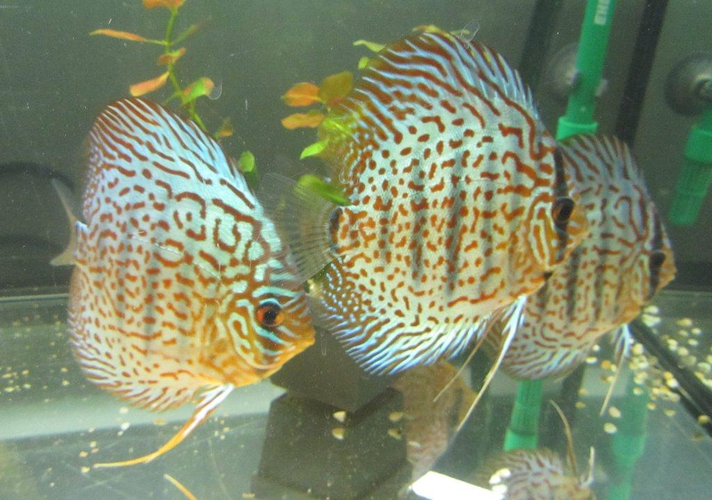 Levamisol-roztok-léčivo skaláry,terčovci na vnitřní parazity