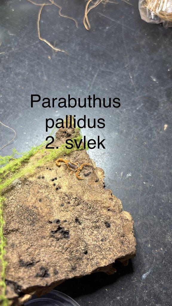 Štíři aktuální nabídka 21.4.