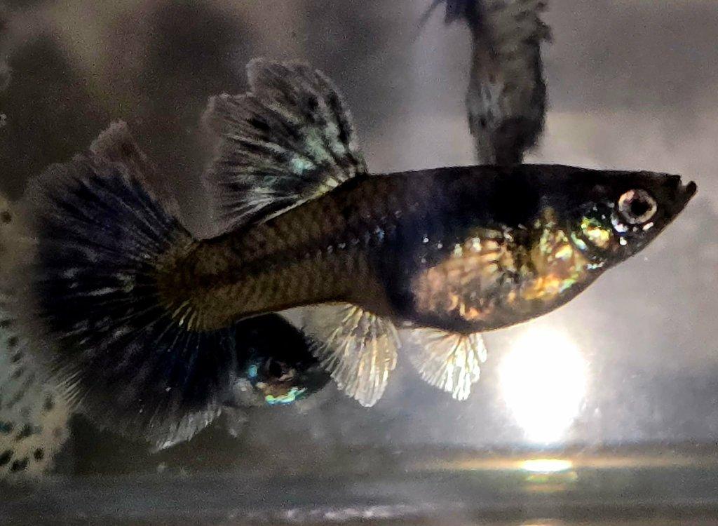 Krásná paví očka - 2 plus 1.