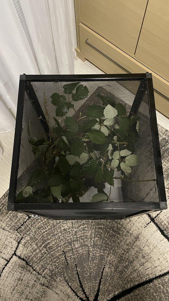 Flexárium se strašilkami