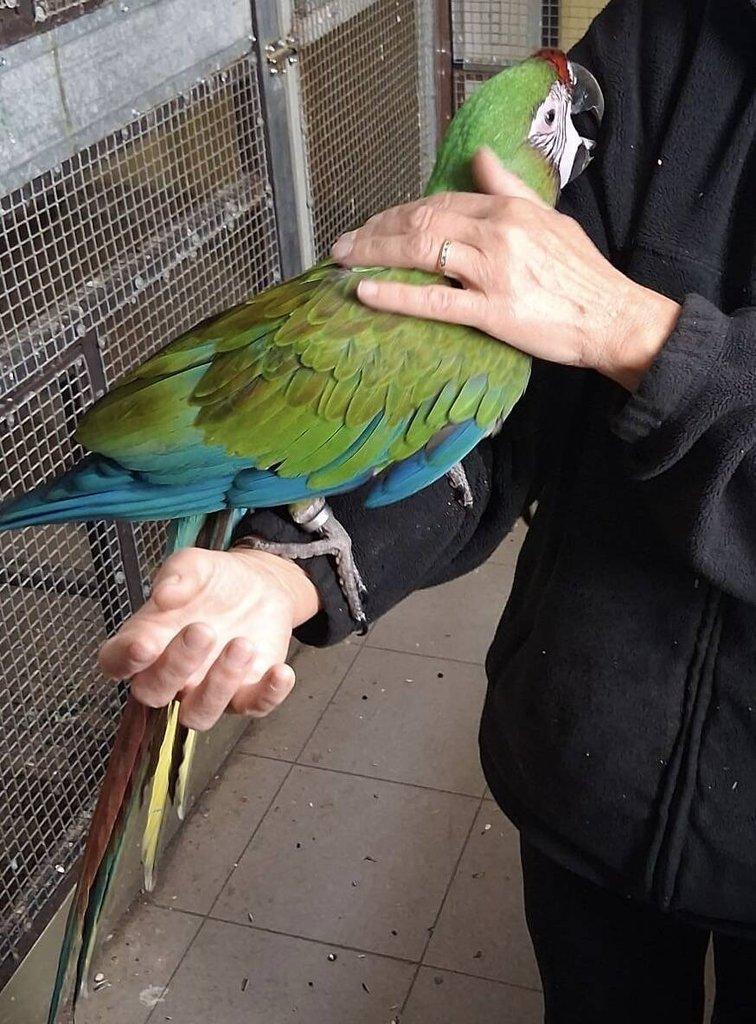 Ara vojenský (militaris)