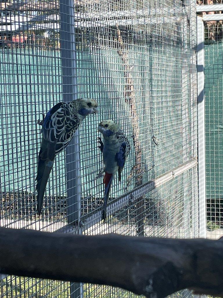 Rosela žlutohlavá modrolící