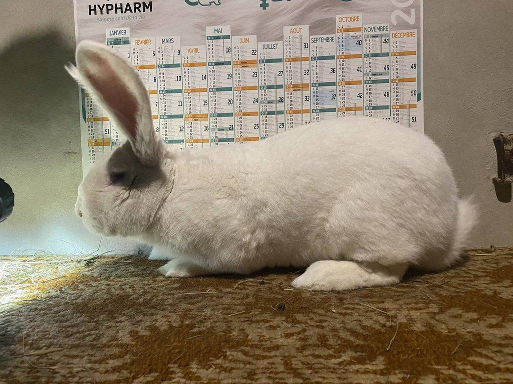 BELGICKÝ OBR ALBÍN