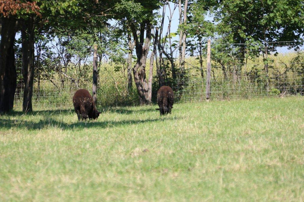Pronájem celé samostatné stáje s výběhy
