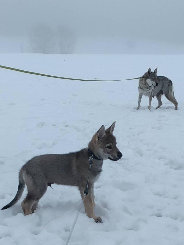 Československý vlčák - štěně s PP TOP prac.spojení