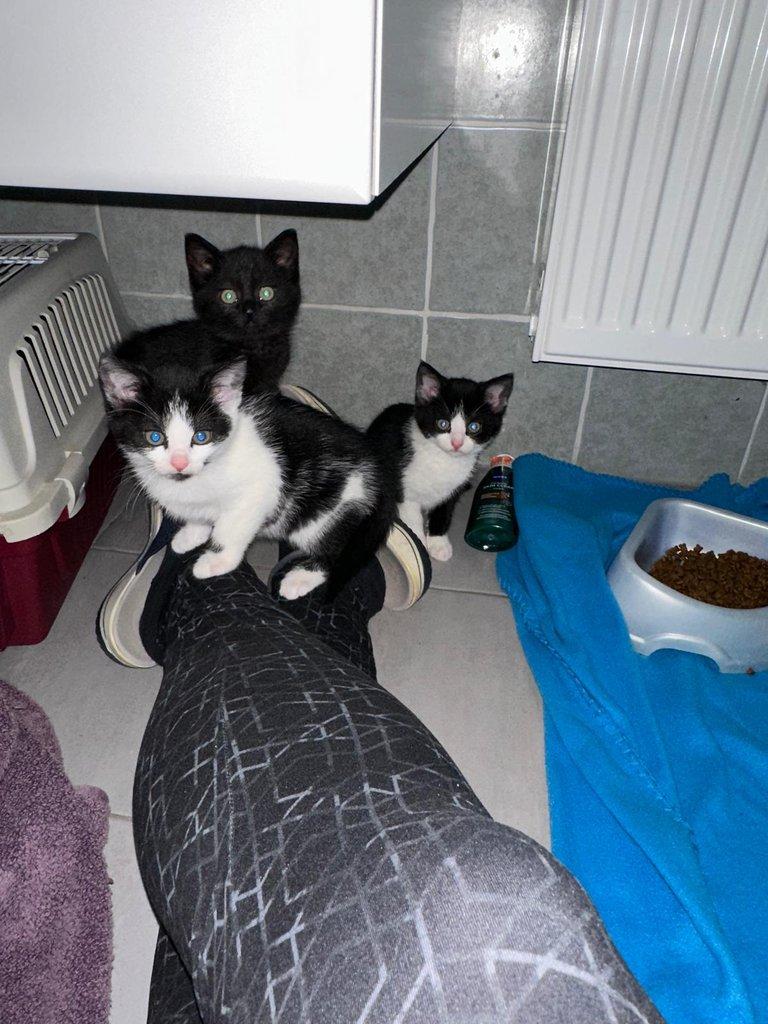 Opuštěné kočičí holčičky