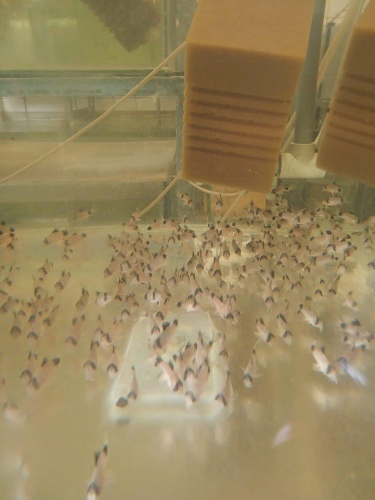 Pancėřňíček panda