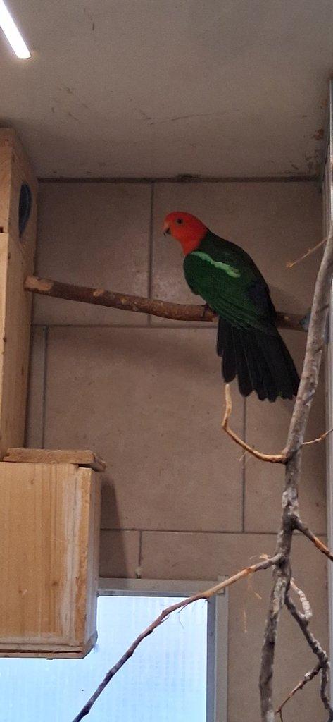 papoušek královský štěpitelný na žluté