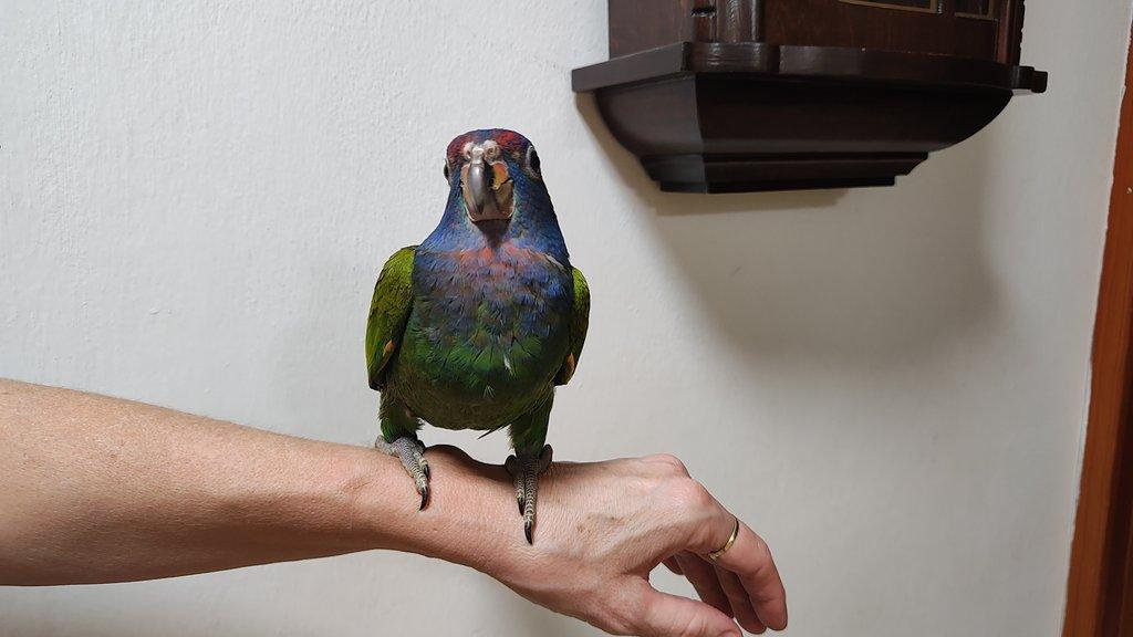 Amazonek modrohlavý