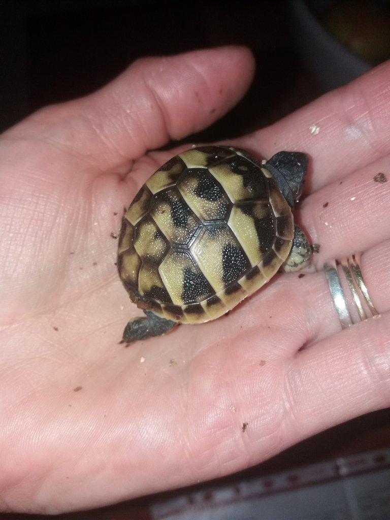 Suchozemská želva zelenavá mláďata