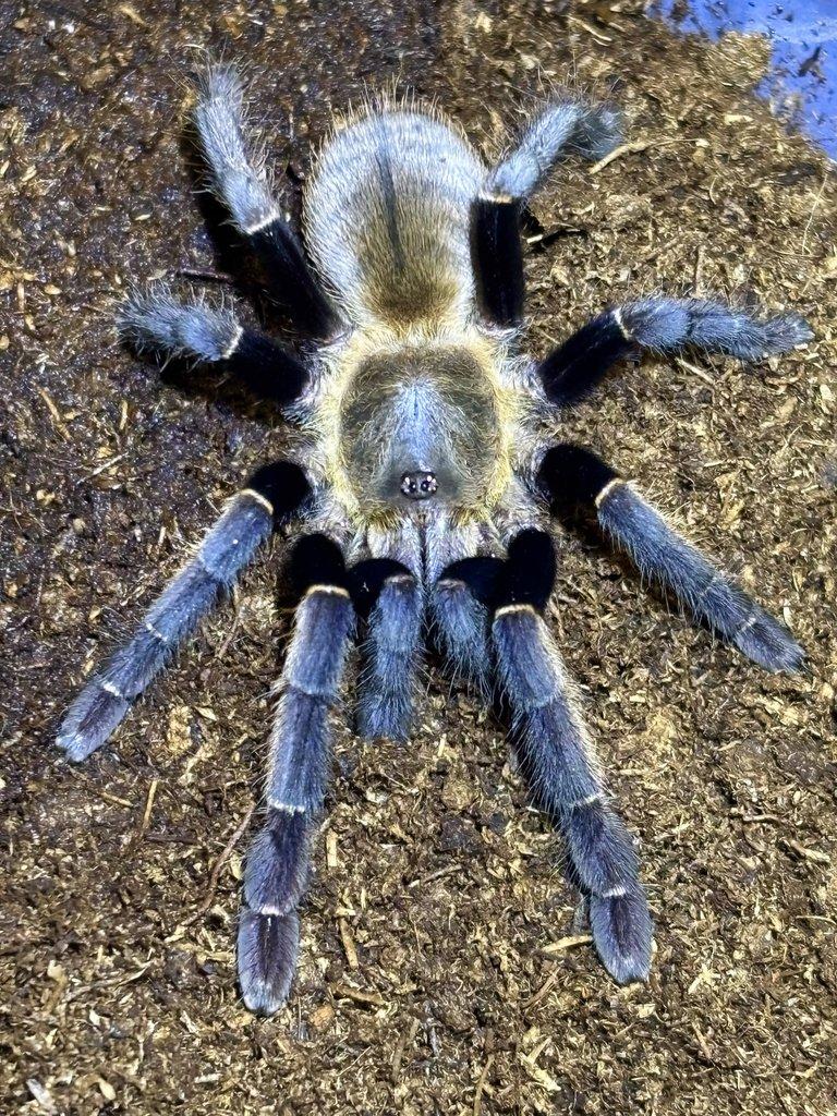 B. hamorii, B. boehmei, M. balfouri, G. pulchripes, H. pulchripes ...
