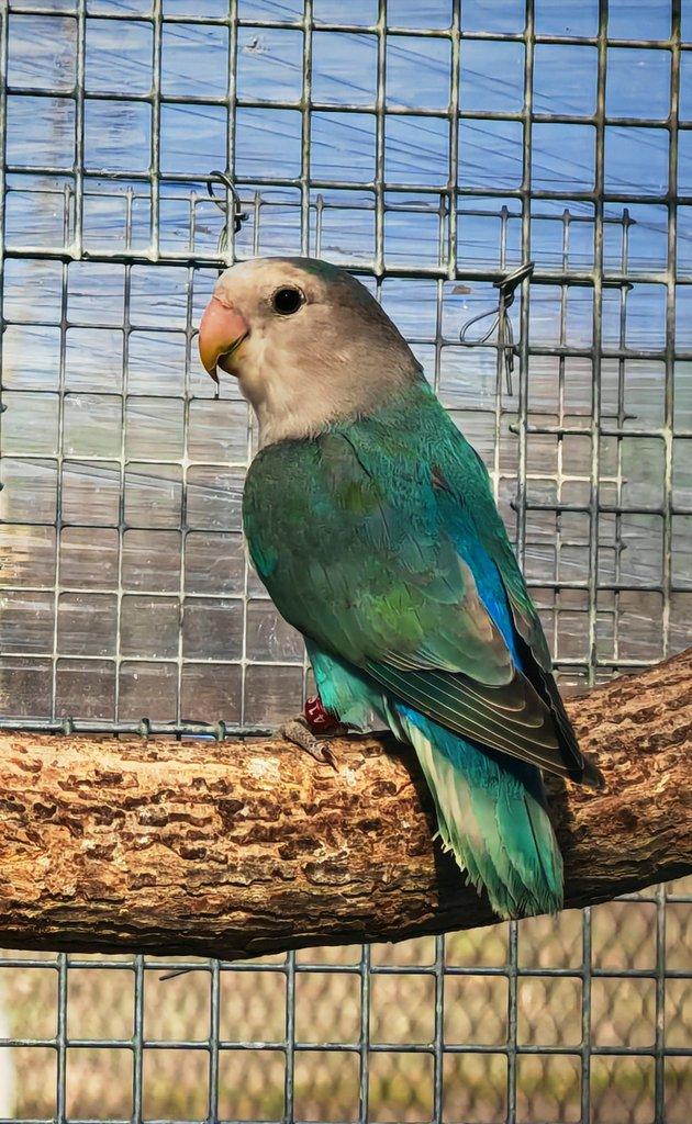 Agapornis růžohrdlý pár 2025 + DNA test