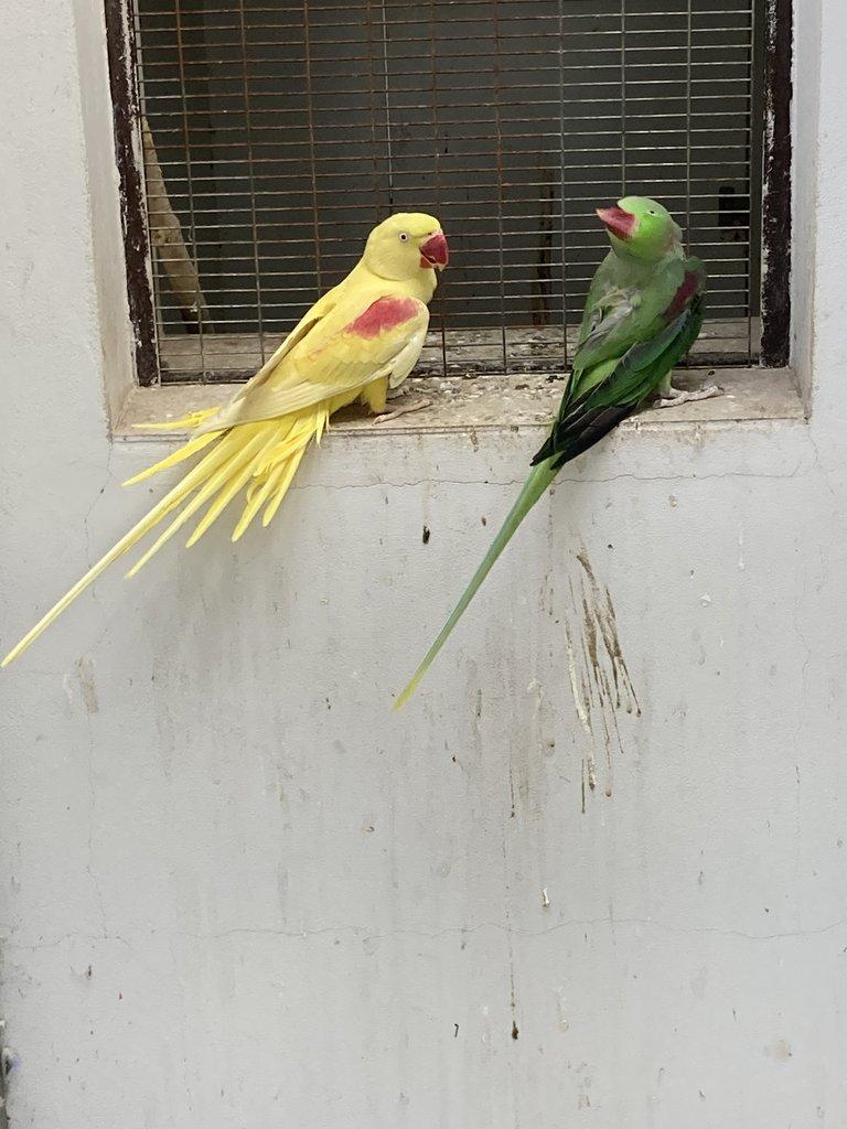 Alexandr velký lutino