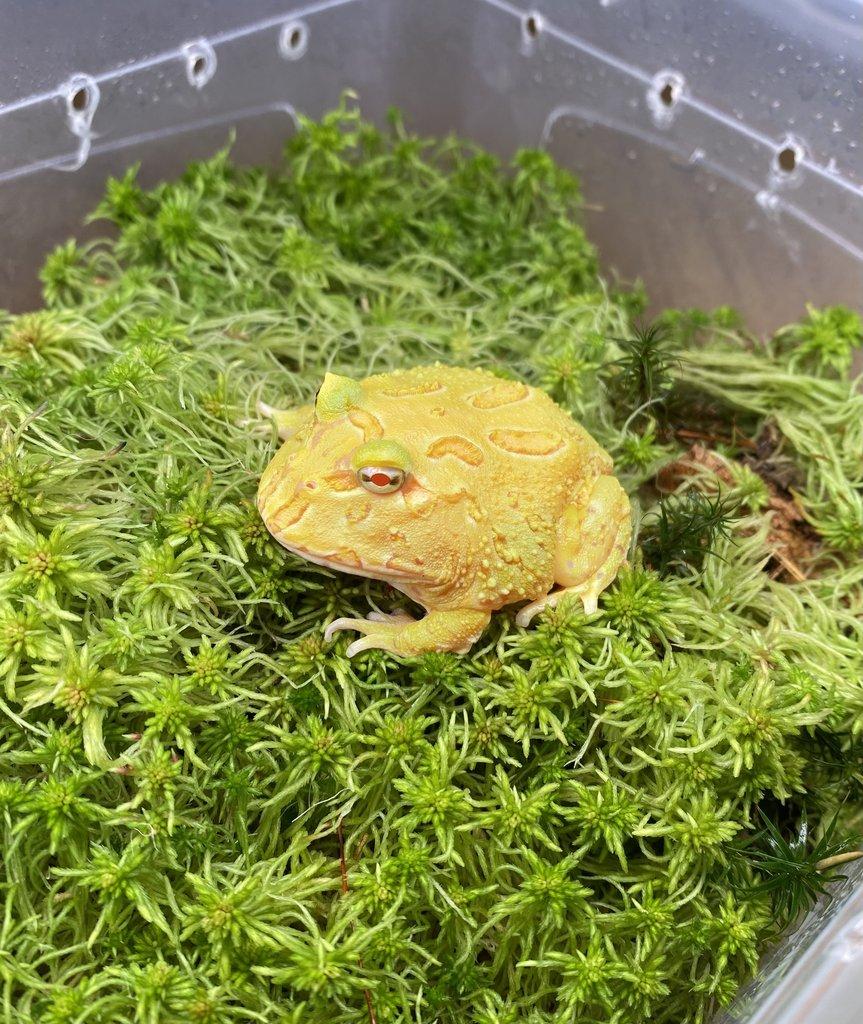 Rohatky Samurai strawberry pikachu apricot albino