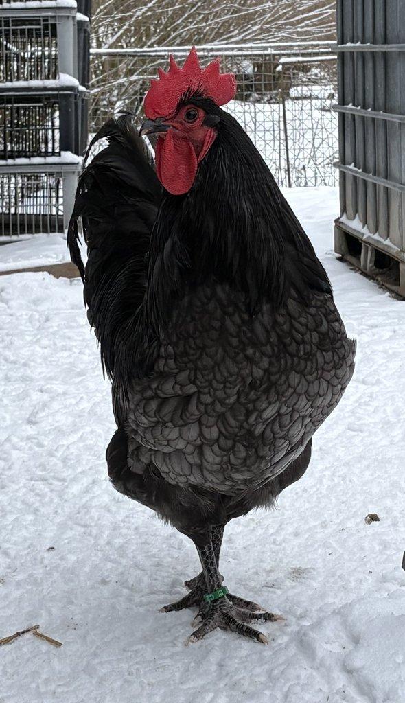 NV velká Australka černá a modrá s lemy