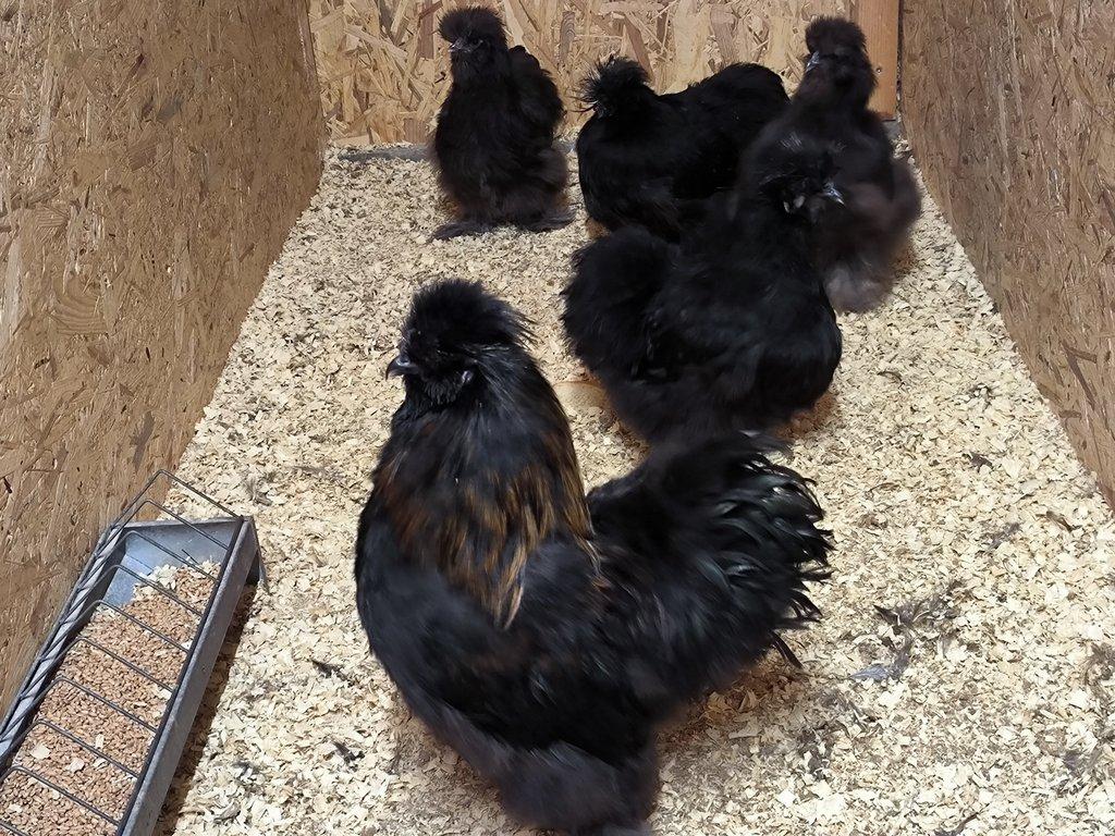 Hedvábničky velké vousaté EU černé a čoko