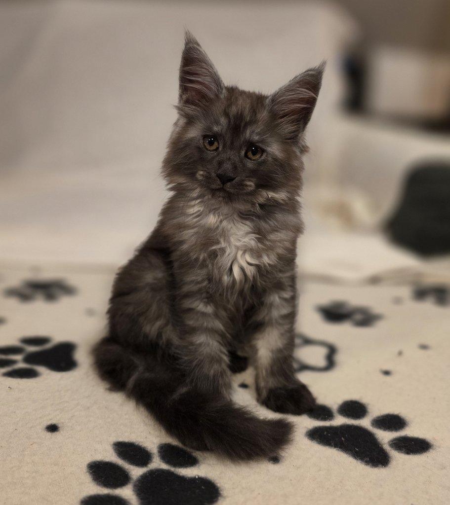 Mainská mývalí kočka s PP k rezervaci