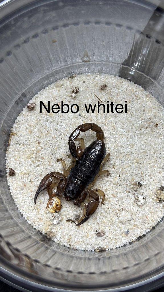 Štíři aktuální nabídka 21.4.