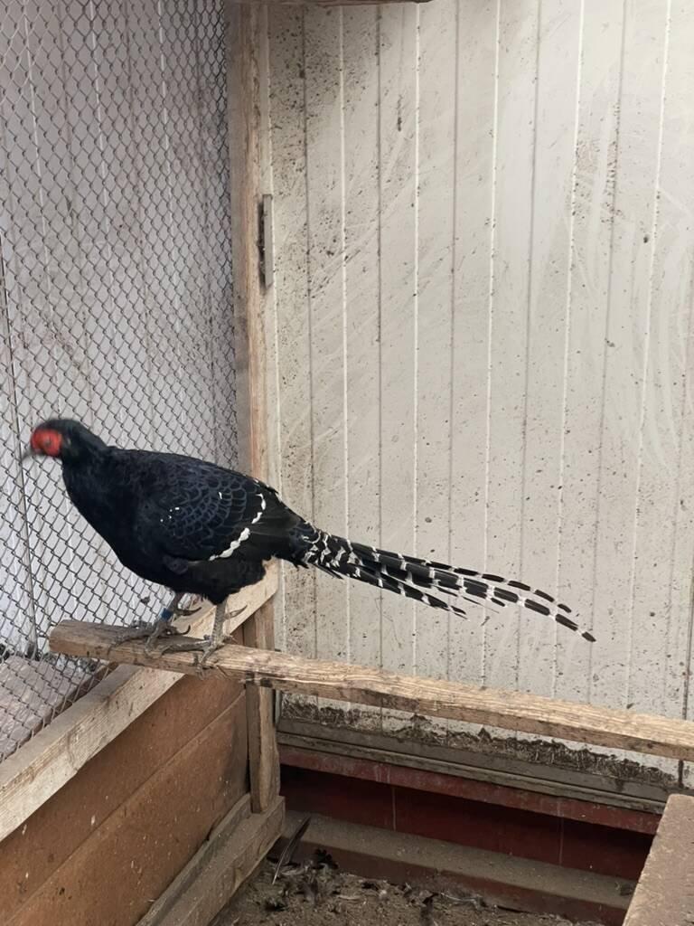 Prodám loňský odchov Bažantů