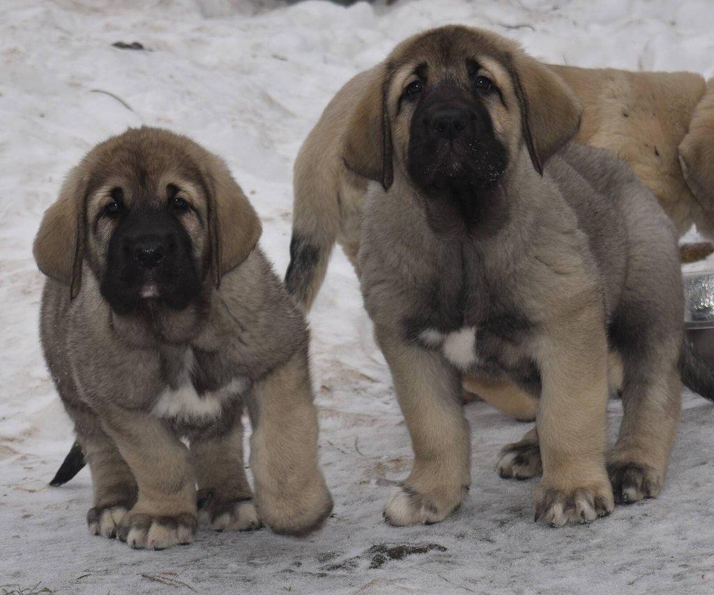 Španělský mastin - Mastin Espaňol máme k odběru krásné fenky