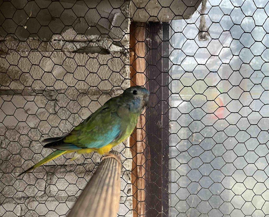 Prodám loňské neofémy modrohlavé