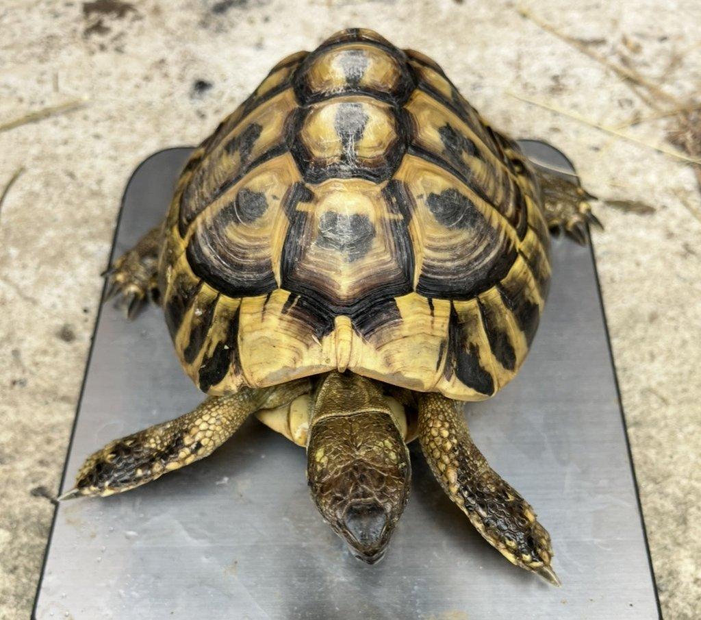 Pár Testudo Hermanni Hermanni