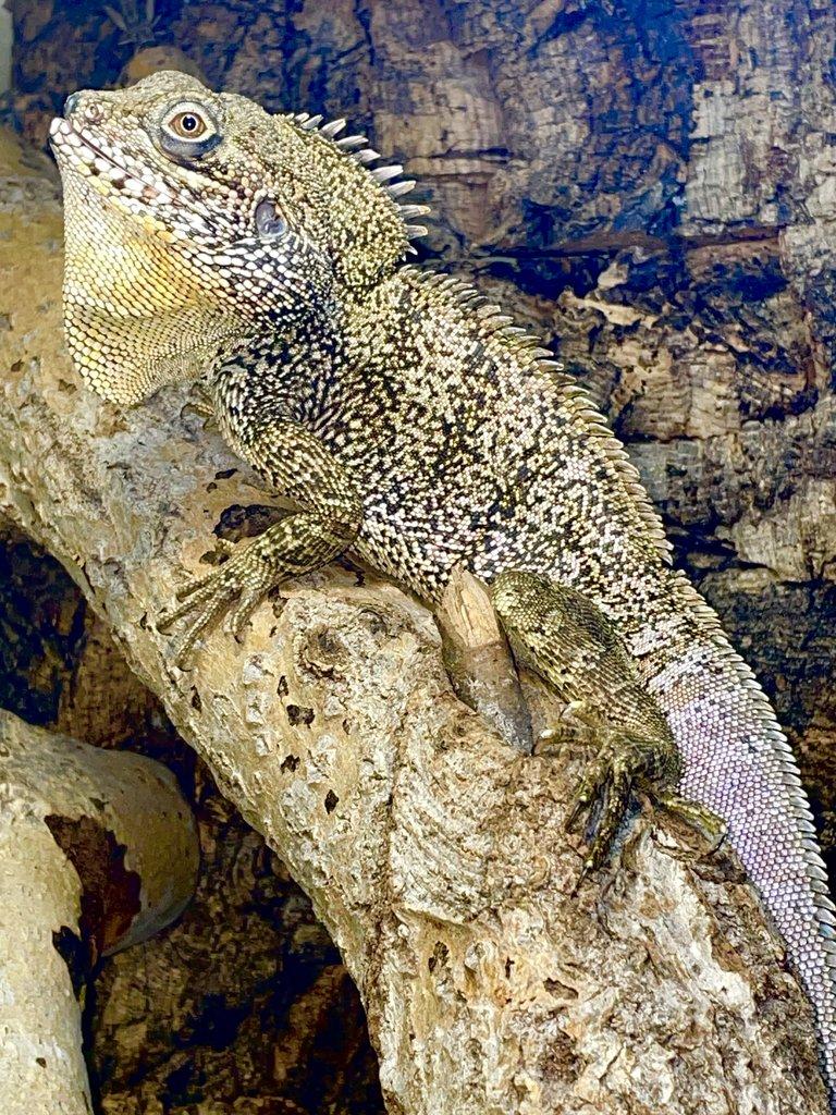 1,0 hypsilurus bruijnii