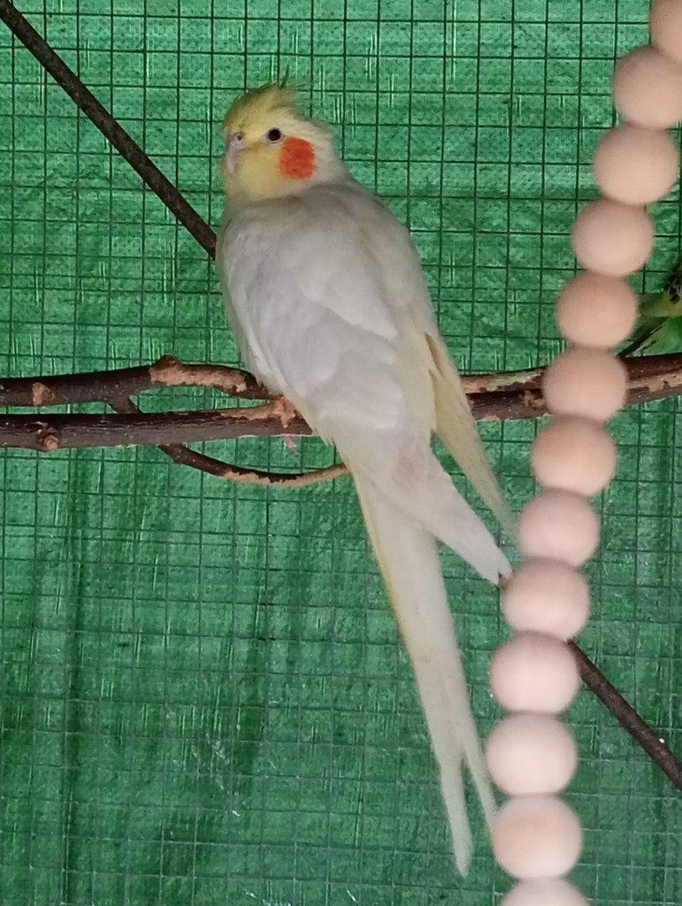 Prodám korelu s klecí