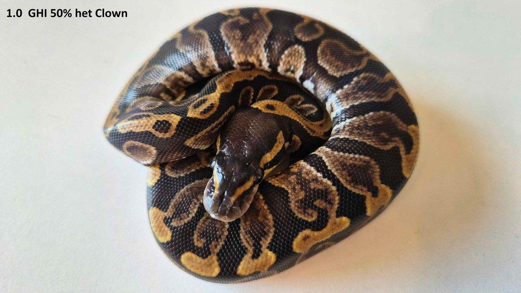 Krajta královská - prodám vlastní odchov 2023 - 2025