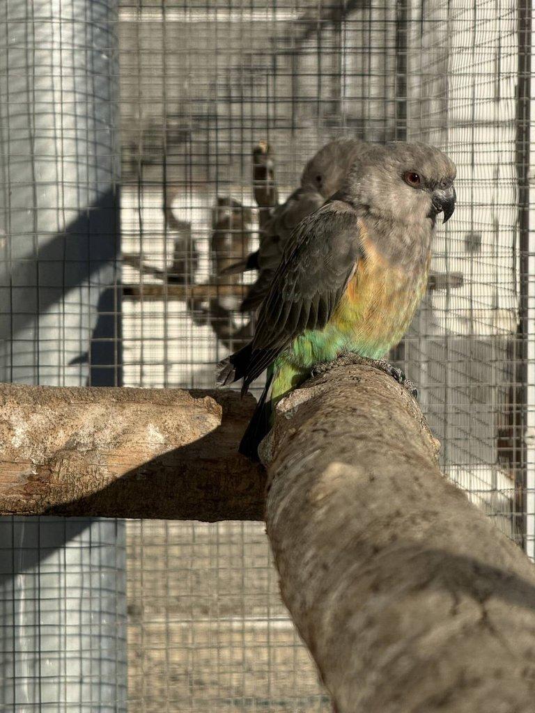 0.2 Papoušek červenobřichý (P. Rufiventris)