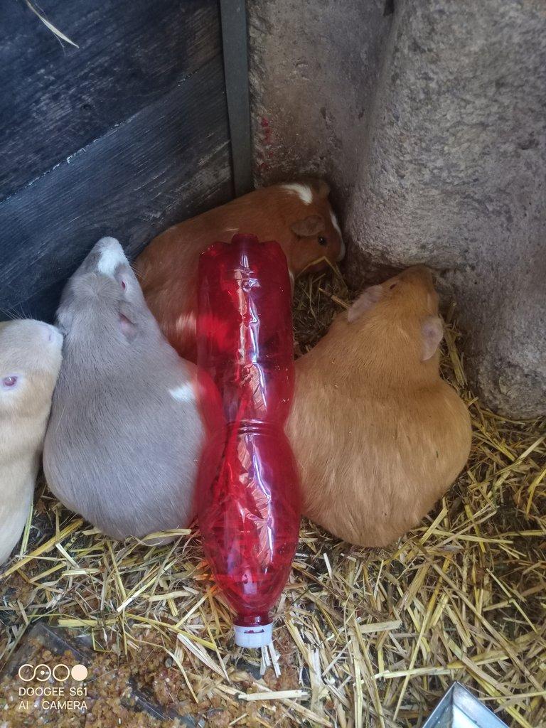 Obří Cuy morčata Doležal morče cuy