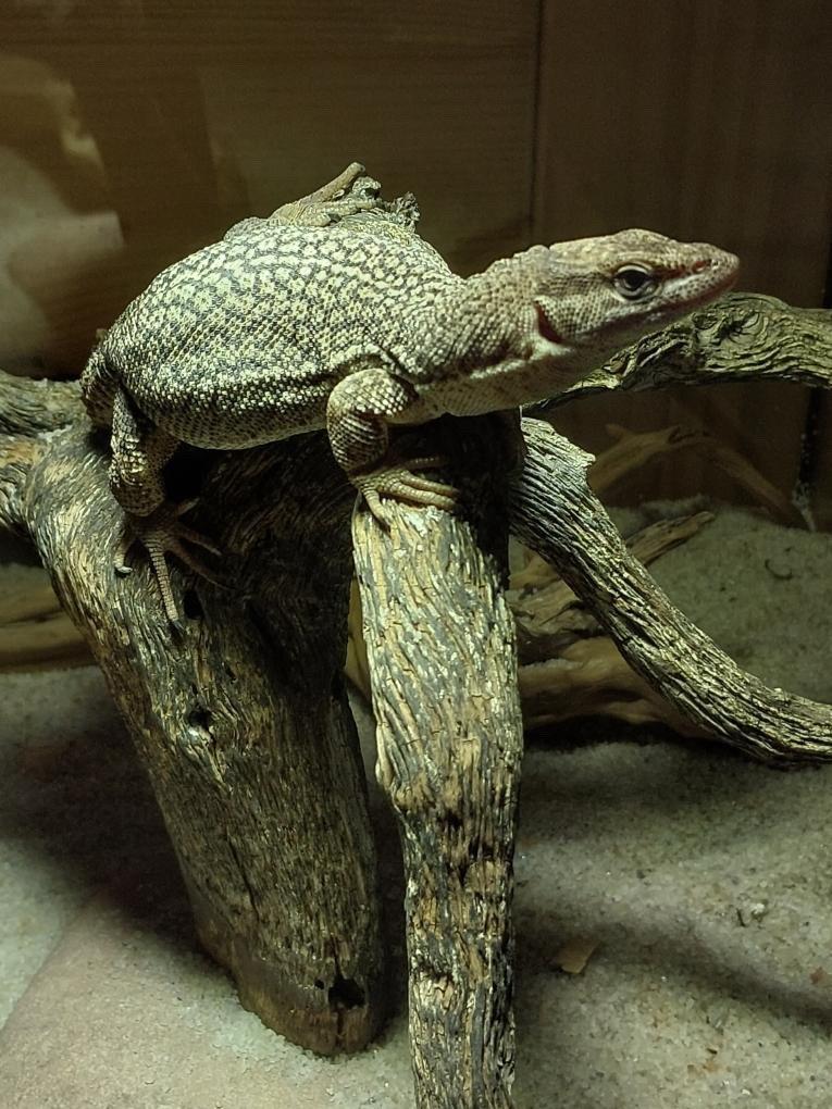 Varanus storri 1.0