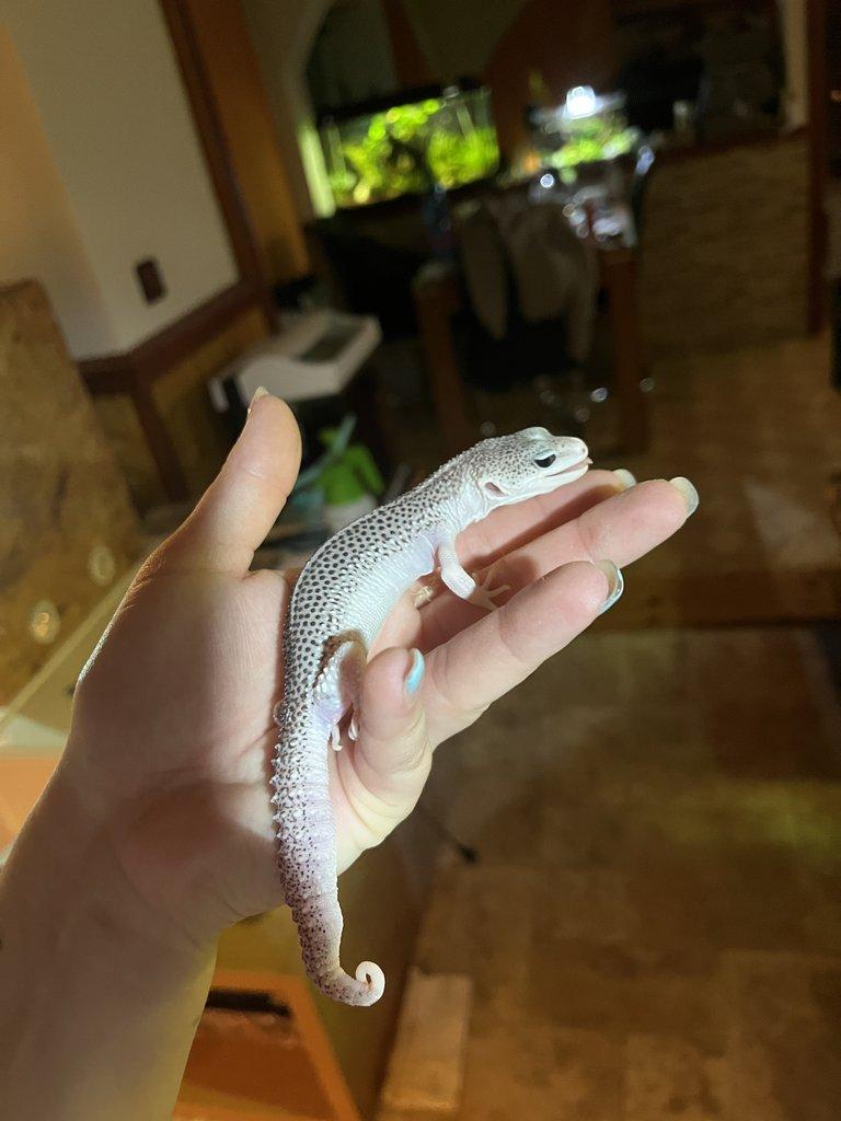 Gekončík noční samice