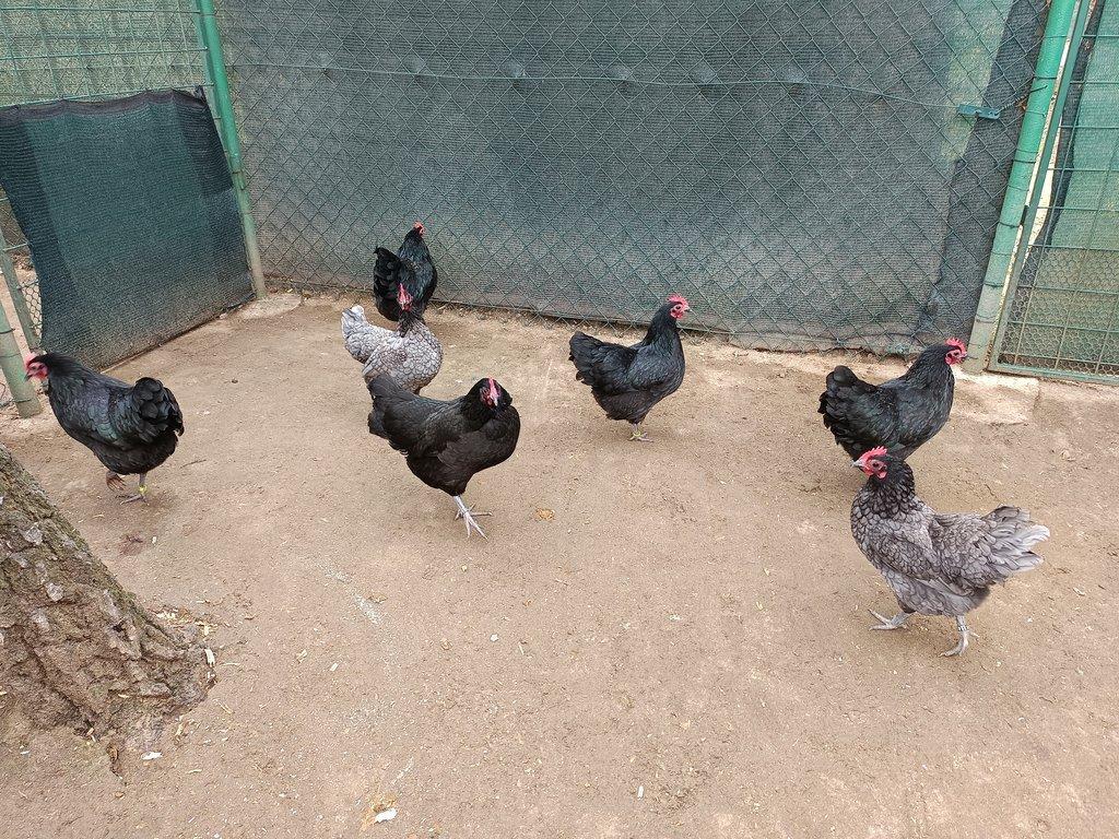 Australka zdrobnělá černá