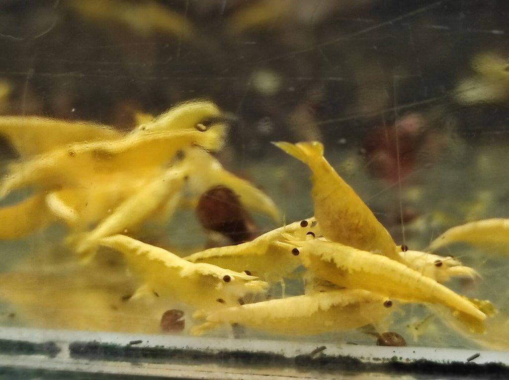 Krevetky rodu Neocaridina + ostatní
